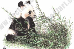079_WWF-panda